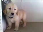 Qq - Golden Retriever Dog