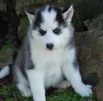 Musfar - Siberian Husky Dog