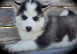 Musfar - Siberian Husky Dog