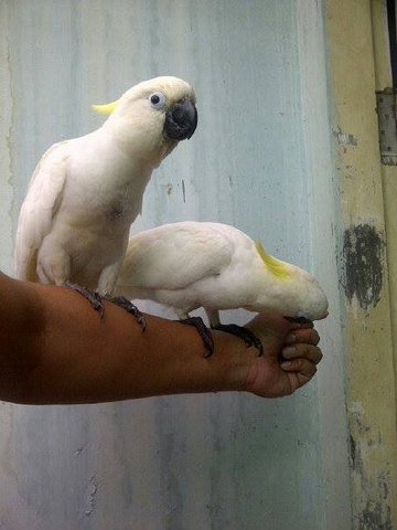 Medium Sulphur Crested Cockatoo - Cockatoo Bird