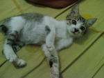 Aya - Domestic Short Hair Cat