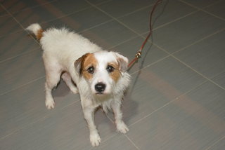 Rex@rexie(Parson Russell Terrier ) - Jack Russell Terrier (Parson Russell Terrier) Dog