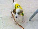 Rex@rexie(Parson Russell Terrier ) - Jack Russell Terrier (Parson Russell Terrier) Dog