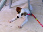 Rex@rexie(Parson Russell Terrier ) - Jack Russell Terrier (Parson Russell Terrier) Dog