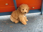 Bobby - Poodle Dog