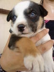 Puppy C (Female) - Tricolour 