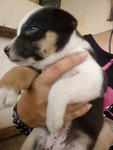 Puppy C (Adopted by Malay to take care of farm ; killed by 3 strays at that area on 22-10-2010) 