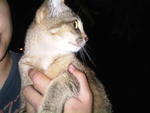 Badan - Domestic Short Hair Cat