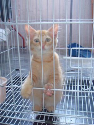 Montel - Domestic Medium Hair Cat