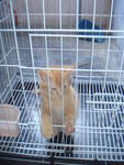 Montel - Domestic Medium Hair Cat