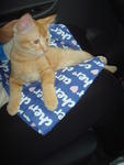 Montel - Domestic Medium Hair Cat