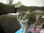 3-colors female