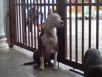 Pit Bull - Pit Bull Terrier Dog