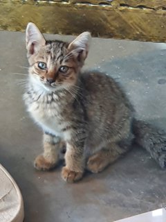 Olie - Domestic Short Hair Cat