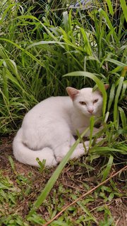 Snow White - Domestic Short Hair Cat