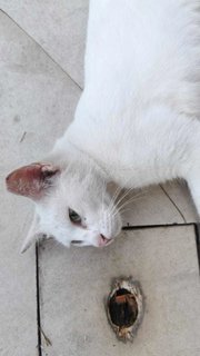 Snow White - Domestic Short Hair Cat