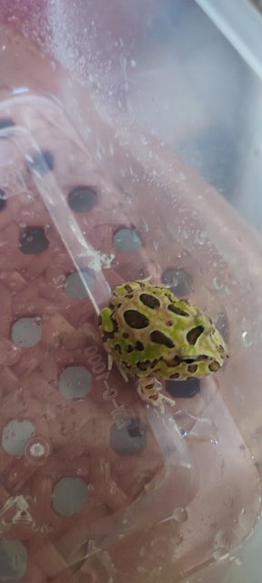 Camoufrage Pacman Frog  - Frog Reptile