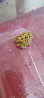 Camoufrage Pacman Frog  - Frog Reptile