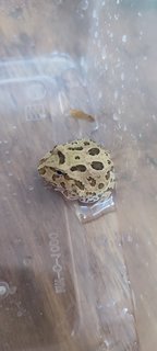 Camoufrage Pacman Frog  - Frog Reptile