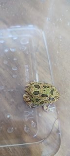 Camoufrage Pacman Frog  - Frog Reptile