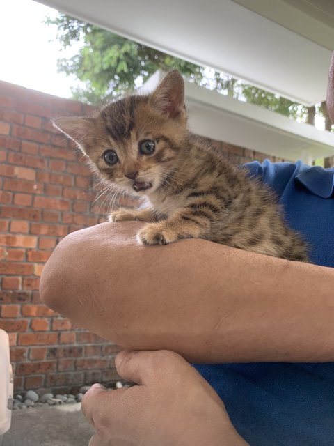 Spiky  - Domestic Short Hair Cat