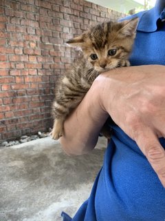 Spiky  - Domestic Short Hair Cat