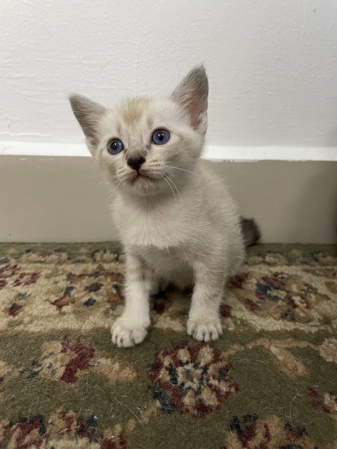 Baby - Domestic Short Hair Cat