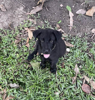 Vesper - Labrador Retriever Dog