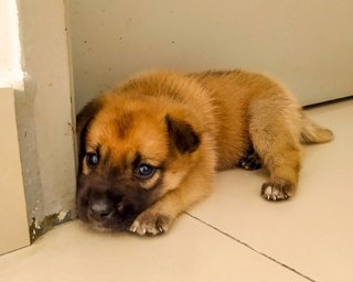 Mr. Pupwup - Mixed Breed Dog