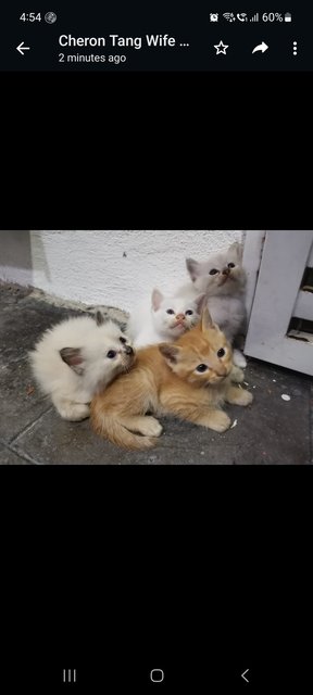 Kitten - Domestic Medium Hair + Birman Cat