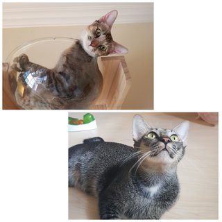 Akari &amp; Arata The Bonded Tabby Siblings - Tabby + Domestic Short Hair Cat