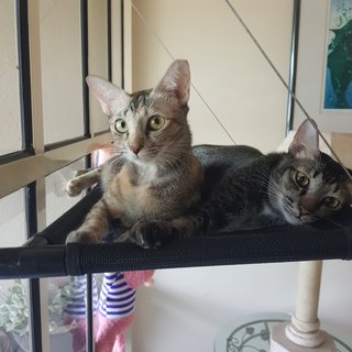 Akari &amp; Arata The Bonded Tabby Siblings - Tabby + Domestic Short Hair Cat