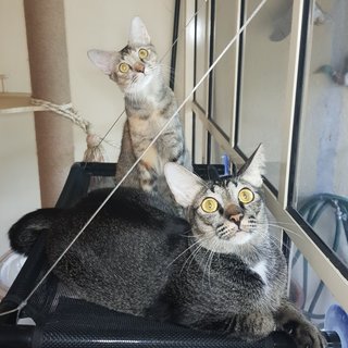 Akari &amp; Arata The Bonded Tabby Siblings - Tabby + Domestic Short Hair Cat