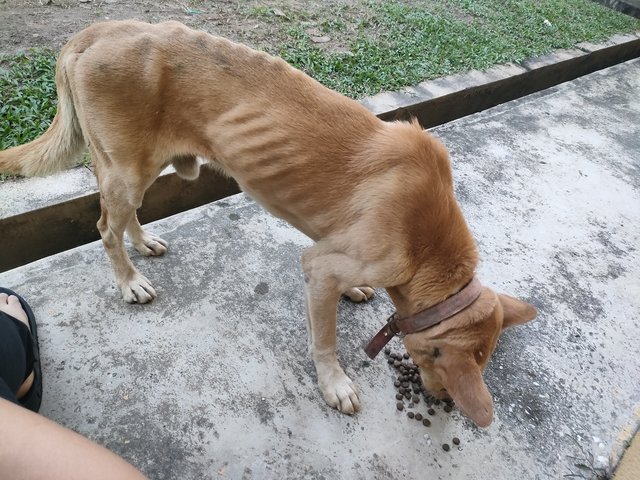 Stray - Mixed Breed Dog