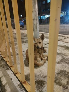 Stray - Mixed Breed Dog