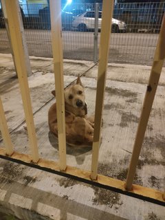 Stray - Mixed Breed Dog