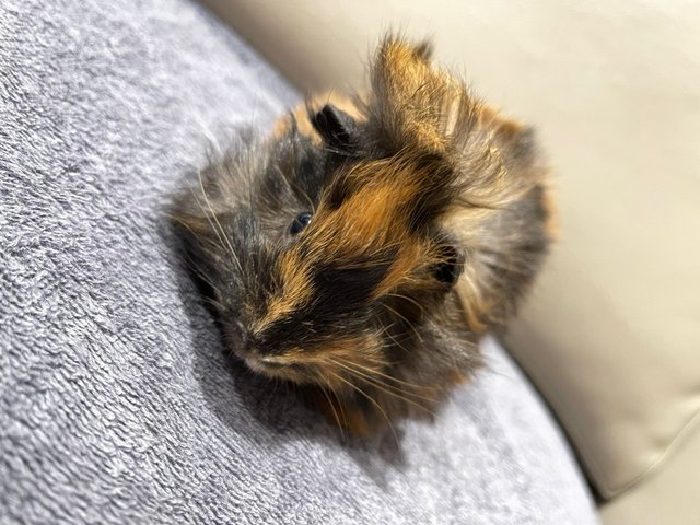 Happy, Male Guinea Pig- Dob:28thnov22 - Guinea Pig Small & Furry