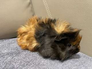 Happy, Male Guinea Pig- Dob:28thnov22 - Guinea Pig Small & Furry