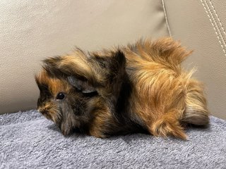 Happy, Male Guinea Pig- Dob:28thnov22 - Guinea Pig Small & Furry