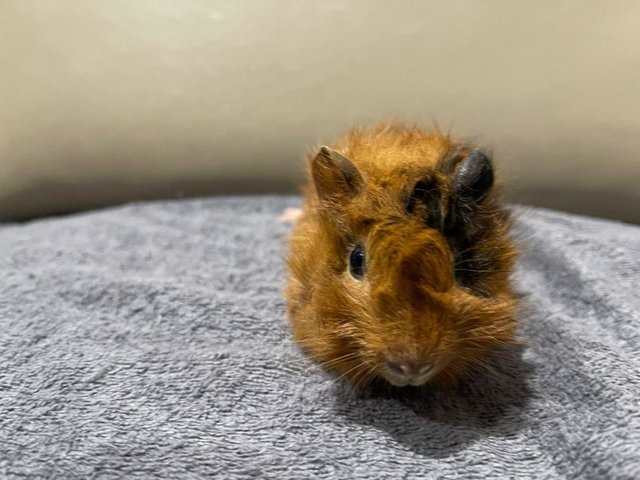 Hazel, Male Guinea Pig- Dob:12thdec22 - Guinea Pig Small & Furry