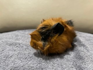 Hazel, Male Guinea Pig- Dob:12thdec22 - Guinea Pig Small & Furry