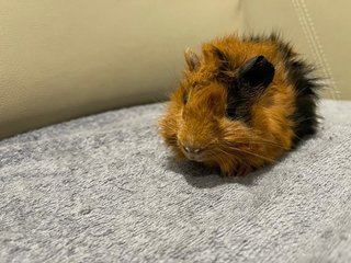 Hazel, Male Guinea Pig- Dob:12thdec22 - Guinea Pig Small & Furry