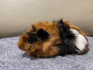 Hazel, Male Guinea Pig- Dob:12thdec22 - Guinea Pig Small & Furry