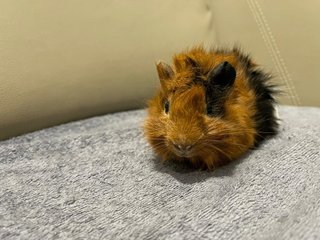 Hazel, Male Guinea Pig- Dob:12thdec22 - Guinea Pig Small & Furry