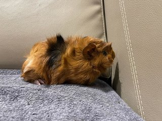 Hazel, Male Guinea Pig- Dob:12thdec22 - Guinea Pig Small & Furry