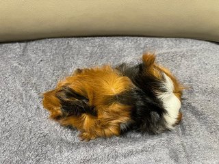 Hazel, Male Guinea Pig- Dob:12thdec22 - Guinea Pig Small & Furry