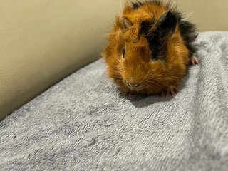 Hazel, Male Guinea Pig- Dob:12thdec22 - Guinea Pig Small & Furry