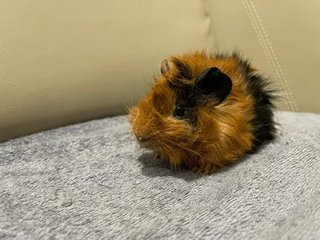 Hazel, Male Guinea Pig- Dob:12thdec22 - Guinea Pig Small & Furry