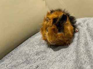 Hazel, Male Guinea Pig- Dob:12thdec22 - Guinea Pig Small & Furry