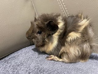 Grey, Male Guinea Pig- Dob:12thdec22 - Guinea Pig Small & Furry